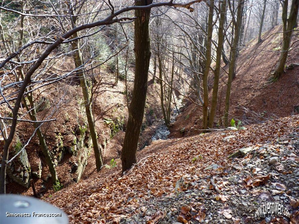 03 Il bosco e' ammantato di foglie.JPG